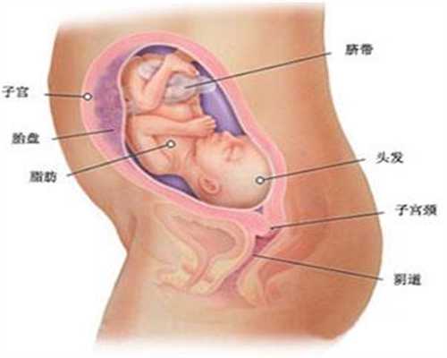 北京个人代孕_天禧助孕_双子宫为什么会早产
