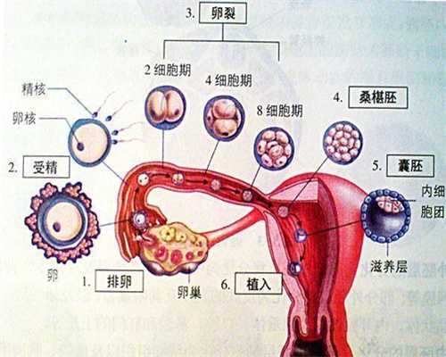 北京助孕方法_质量与服务过硬的助孕